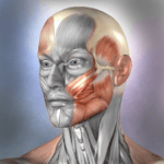 Muscle and Bone Anatomy 3D v 1.2.1 APK Paid