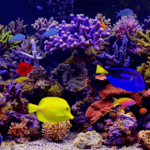 Amazing Aquariums In HD v 2.2 APK Patched