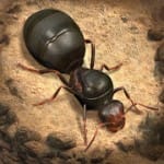 The Ants Underground Kingdom v 1.2.0 Hack mod apk (full version)
